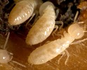 Thumbnail How to Prevent Termite Infestation