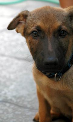 Product picture Adopting A Dog-What I Want You To Know  WOOF