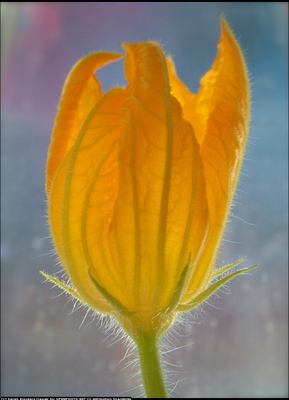 Product picture The Art of Self Confidence