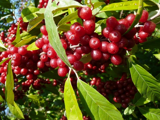 Product picture 36 Of The Most Potent Foods to Lose Weight & Live Healthy