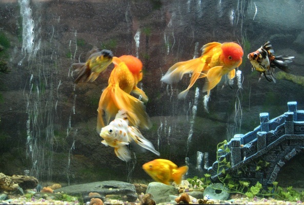 Product picture How To Have A Beautiful Aquarium & Learning The Proper Care 