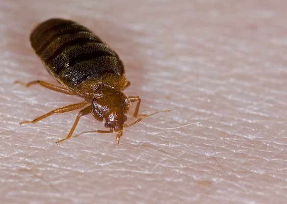 Product picture Bed Bugs-What They Look Like-