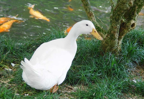 Product picture How To Raise Ducks For Fun And Profit