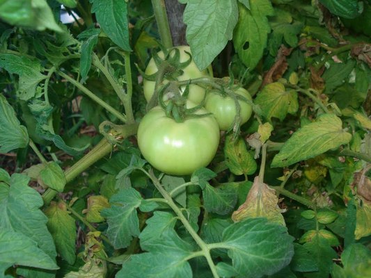 Product picture Beginners Guide to Organic Gardening