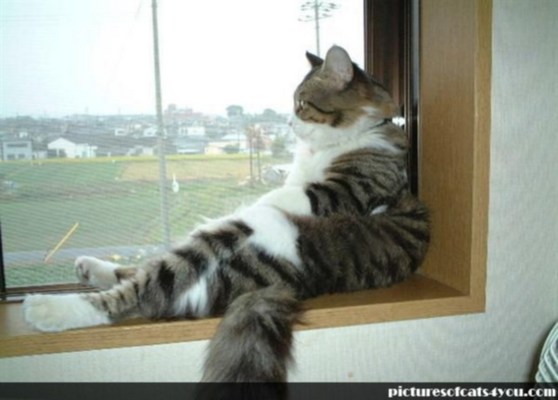 Product picture How You Can Train Your Cat